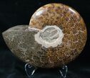 Wide Polished Ammonite Dish #12471-2